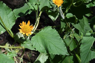Tithonia thurberi, photographed by Mike Ostrowski