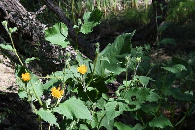 Tithonia thurberi, photographed by Mike Ostrowski