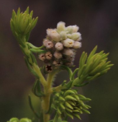 Phylica excelsa, photographed by Tony Rebelo