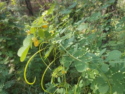 Senna obtusifolia, photographed by Athena Philips