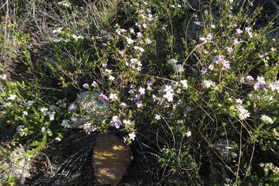 Coleonema aspalathoides, photographed by Brian du Preez