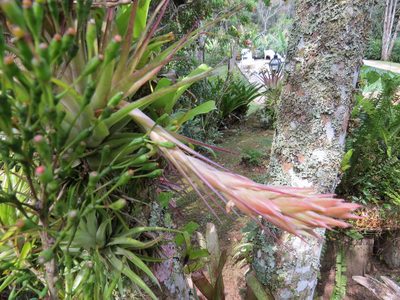 Tillandsia geminiflora, photographed by Victor Farjalla Pontes