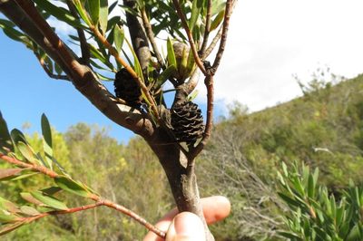 Leucadendron loeriense, photographed by Brian du Preez