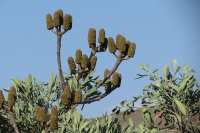 Cussonia gamtoosensis, photographed by Brian du Preez