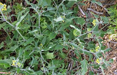 Physalis fendleri, photographed by aarongunnar