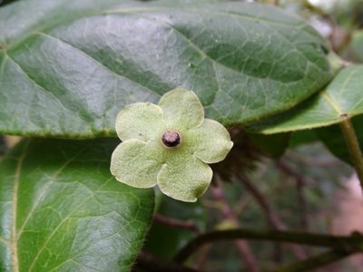 Tutunakanthus gentlei, photographed by Alexis López Hernández