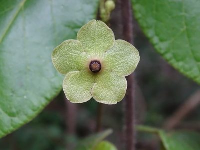 Tutunakanthus gentlei, photographed by Alexis López Hernández