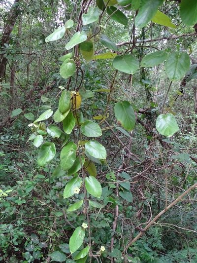 Tutunakanthus gentlei, photographed by Alexis López Hernández