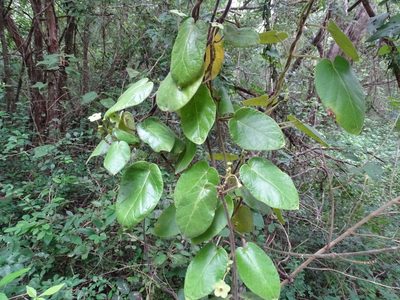 Tutunakanthus gentlei, photographed by Alexis López Hernández