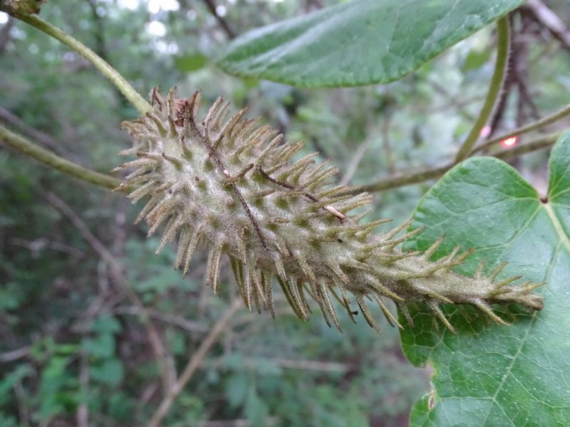 Tutunakanthus gentlei, photographed by Alexis López Hernández