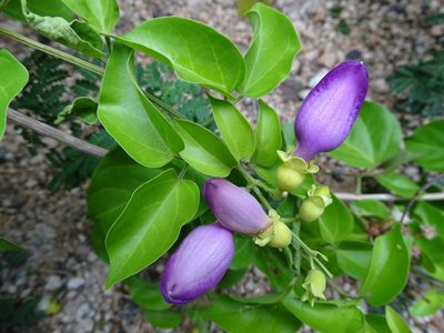 Amphilophium paniculatum