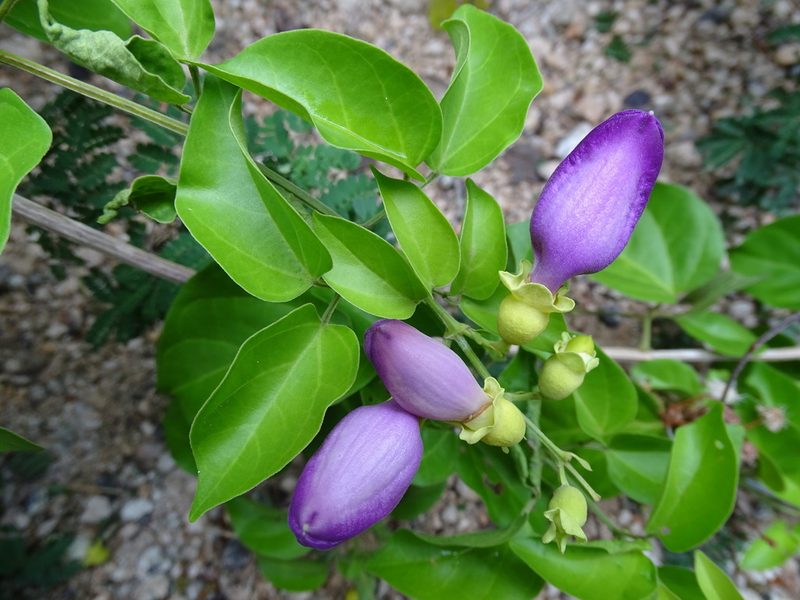 Amphilophium paniculatum, photographed by Alexis López Hernández