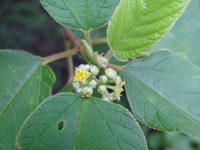 Colubrina yucatanensis, photographed by Alexis López Hernández