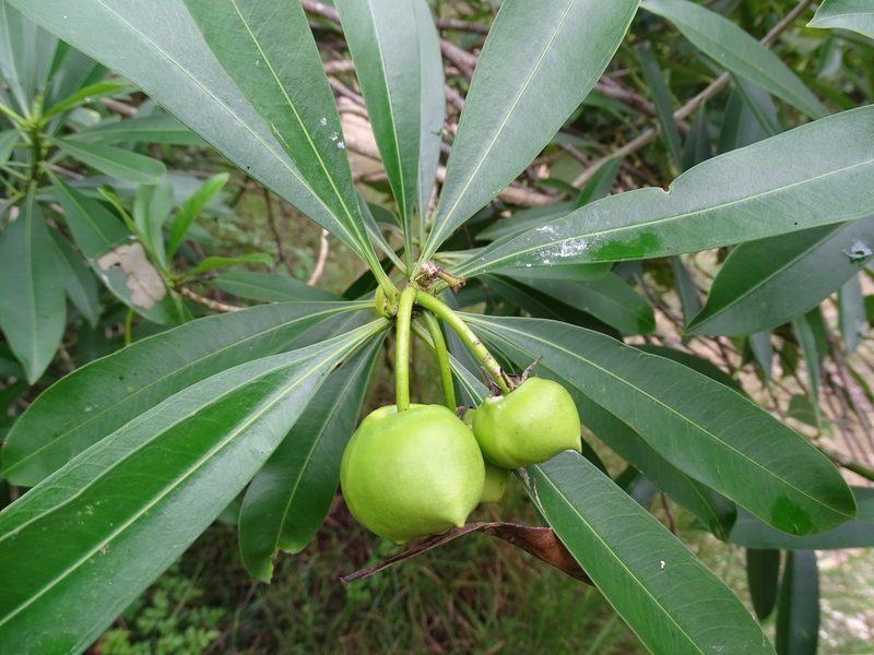 Cascabela gaumeri, photographed by Alexis López Hernández