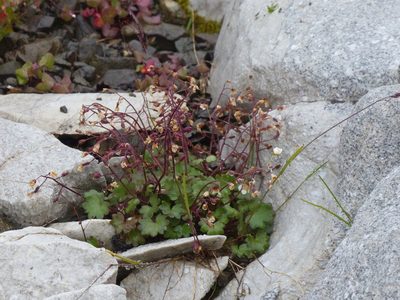 Romanzoffia sitchensis