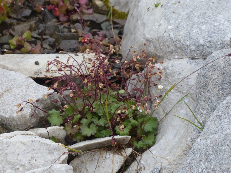 Romanzoffia sitchensis, photographed by J Straka