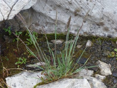 Koeleria spicata