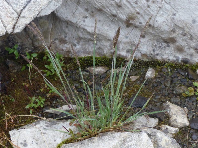 Koeleria spicata, photographed by J Straka