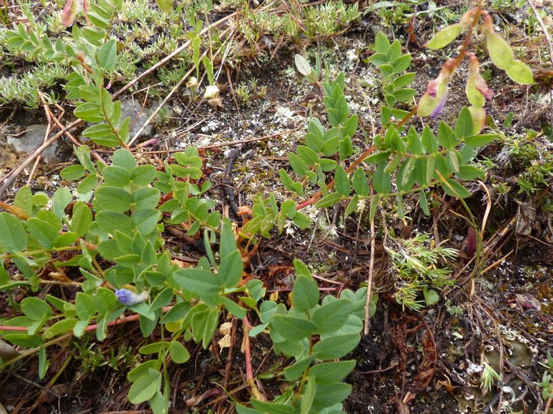 Hedysarum occidentale, photographed by J Straka