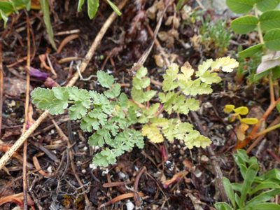 Lomatium martindalei, photographed by J Straka
