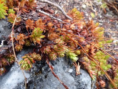 Saxifraga bronchialis, photographed by J Straka