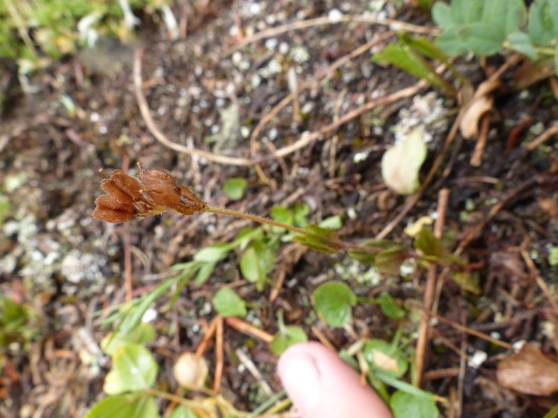 Veronica wormskjoldii, photographed by J Straka