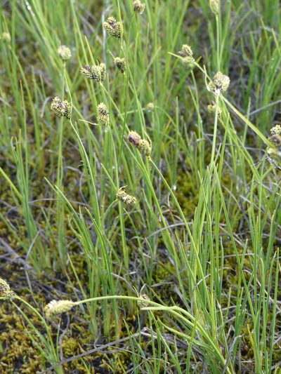Carex enanderi, photographed by J Straka