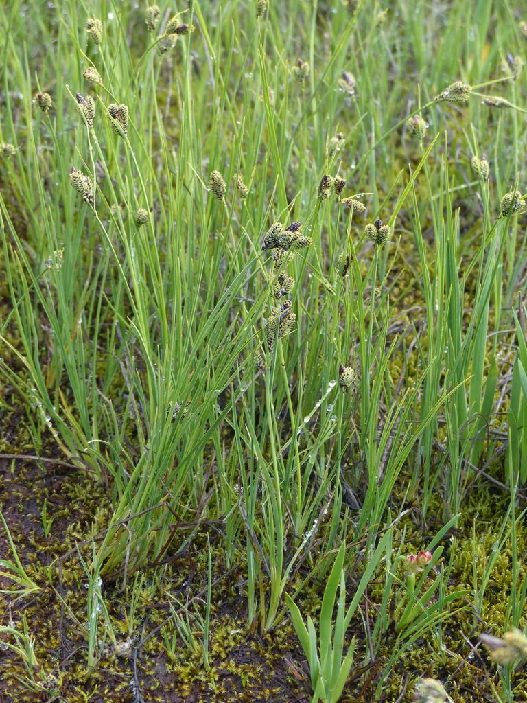 Carex enanderi, photographed by J Straka