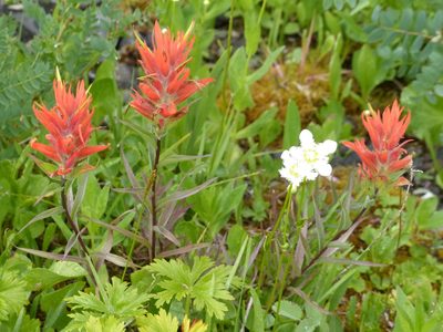 Castilleja miniata, photographed by J Straka