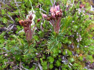 Phyllodoce empetriformis, photographed by J Straka