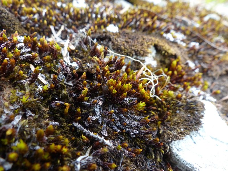 Polytrichastrum sexangulare, photographed by J Straka