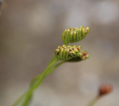 Microschizaea tenella, photographed by Tony Rebelo