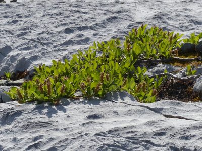 Salix arctica, photographed by J Straka