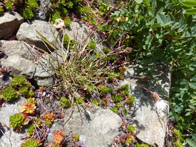 Agoseris aurantiaca, photographed by J Straka