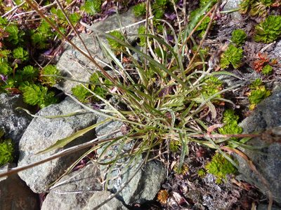 Agoseris aurantiaca