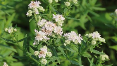 Pycnanthemum virginianum, photographed by Jason Swanson