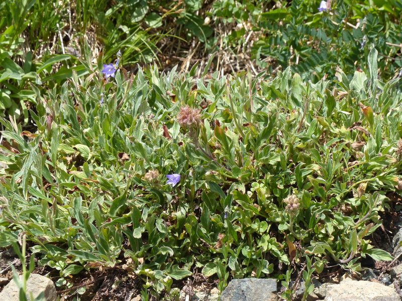 Phacelia leptosepala, photographed by J Straka