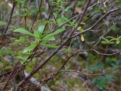 Elliottia pyroliflora, photographed by J Straka