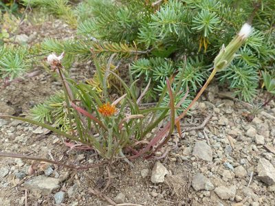 Agoseris aurantiaca, photographed by J Straka