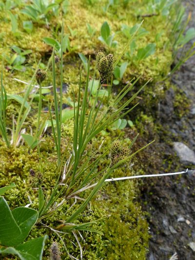 Carex enanderi, photographed by J Straka