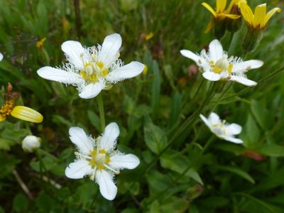 Parnassia fimbriata, photographed by J Straka