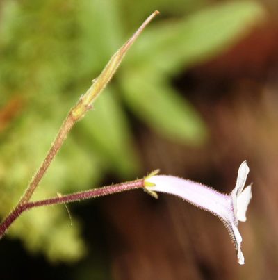 Streptocarpus meyeri, photographed by Tony Rebelo