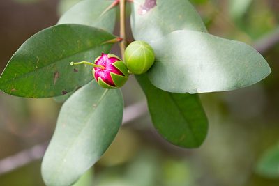 Sonneratia caseolaris, photographed by Kristof Zyskowski