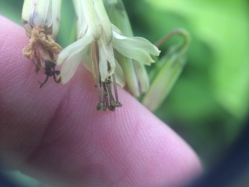 Nabalus trifoliolatus, photographed by Étienne Lacroix-Carignan