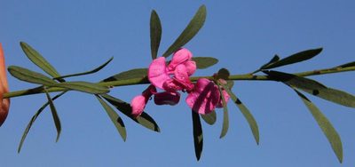 Indigofera denudata, photographed by Tony Rebelo