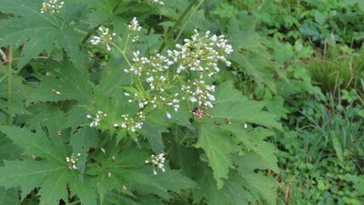 Napaea dioica, photographed by Jason Swanson
