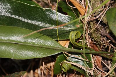 Elaphoglossum angustatum, photographed by Tony Rebelo