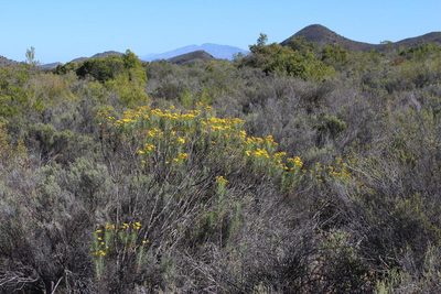 Euryops rehmannii, photographed by Tony Rebelo