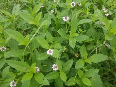 Phyla lanceolata, photographed by Kaden Slone
