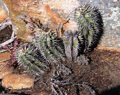 Euphorbia polygona, photographed by Tony Rebelo